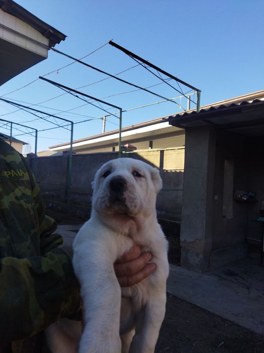 Alabay kuchuk bolalari