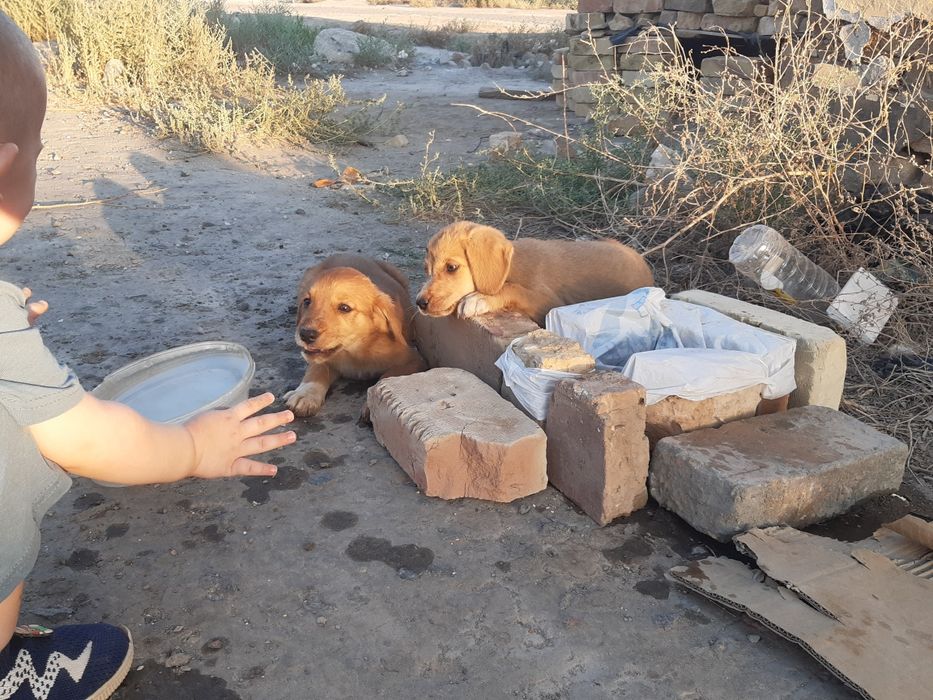 Отдам щенят в добрые руки