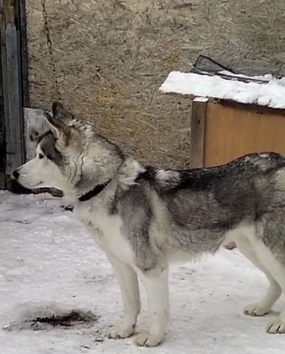 Отдам  хаски  1 год