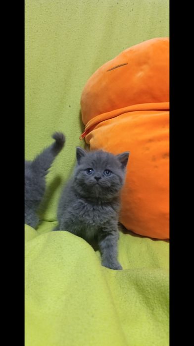 Чистокровные шотланки