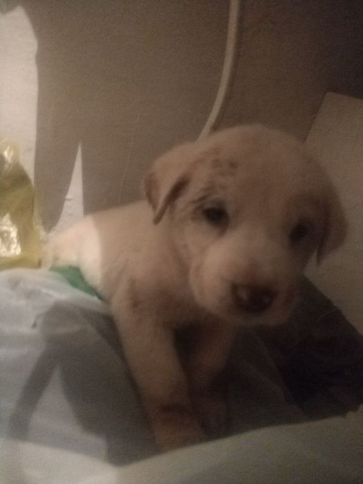 Лабрадор чистокровный