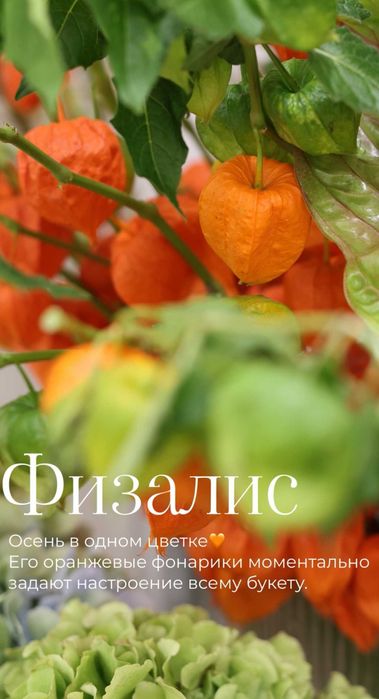 Физалис цветы сухоцветы