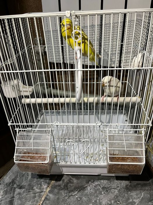 Попугай.                                        .