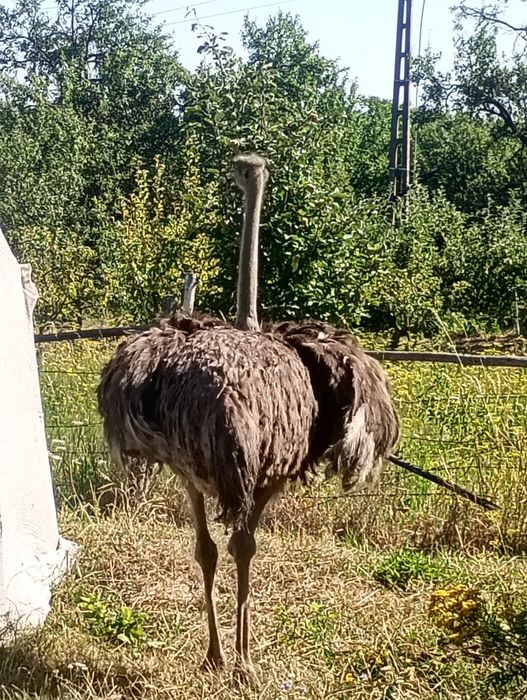 Vând urgent struți de 3 ani