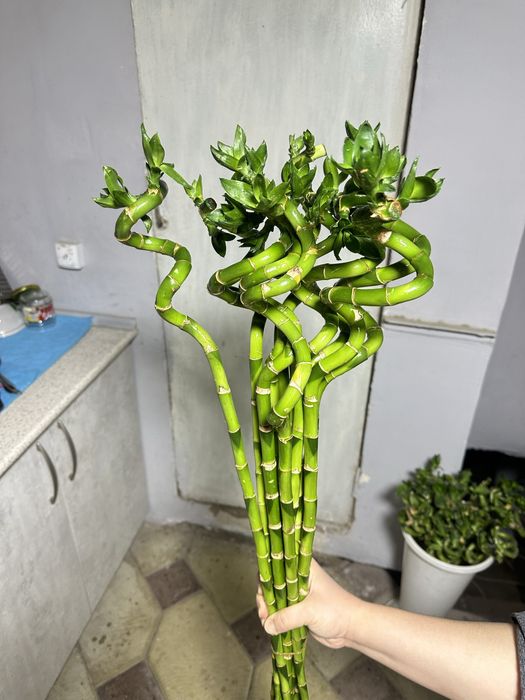 Бамбук 70 см и 1 м