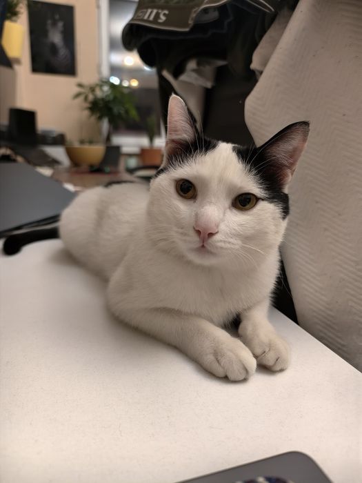 Котик Хамон Анатольевич