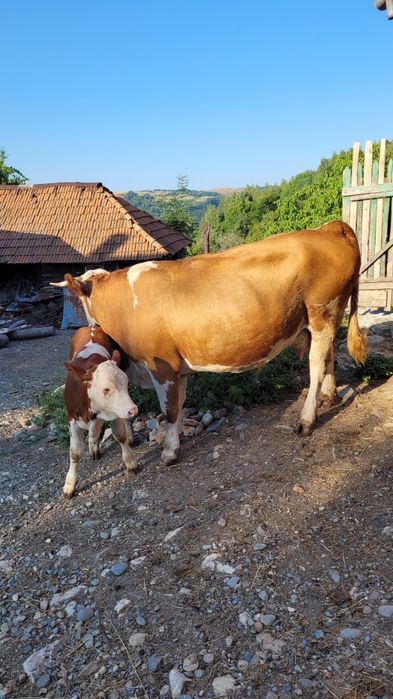 Vaca tanara gestanta  cu tot cu vitea la pachet