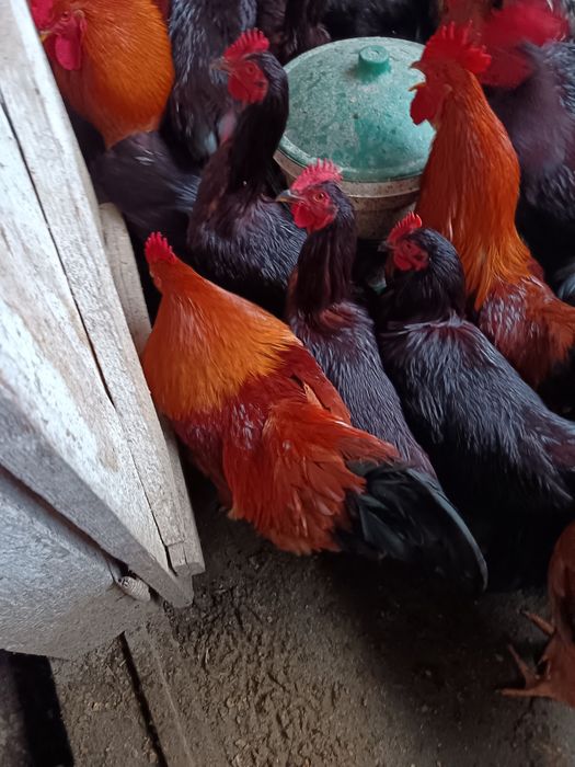Vând cocoși tineri din rasele Rhode island și new hampshire