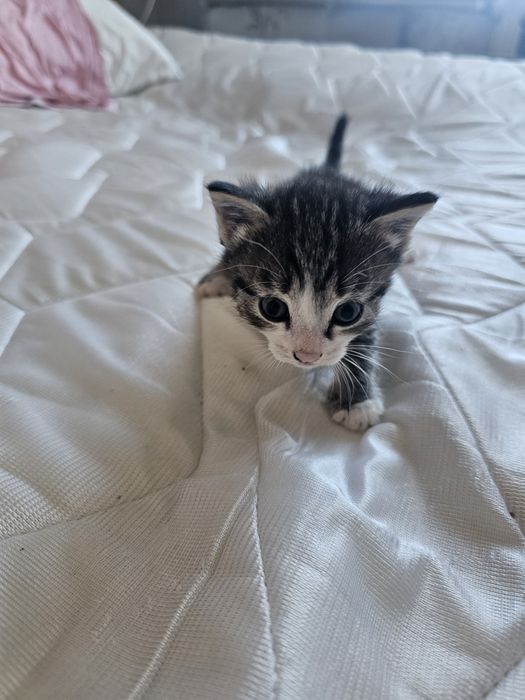 Отдаем котят в добрые руки