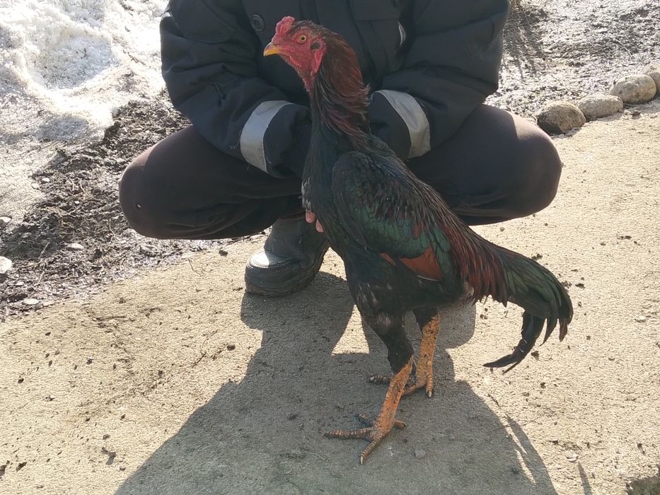 Продается июньский Джужик