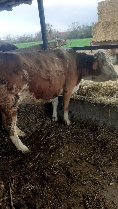 Vând o vacă gestanta