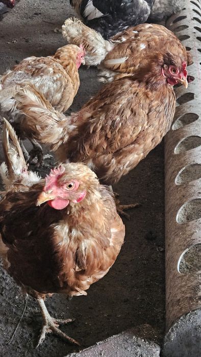 Продаю Ломан Браун