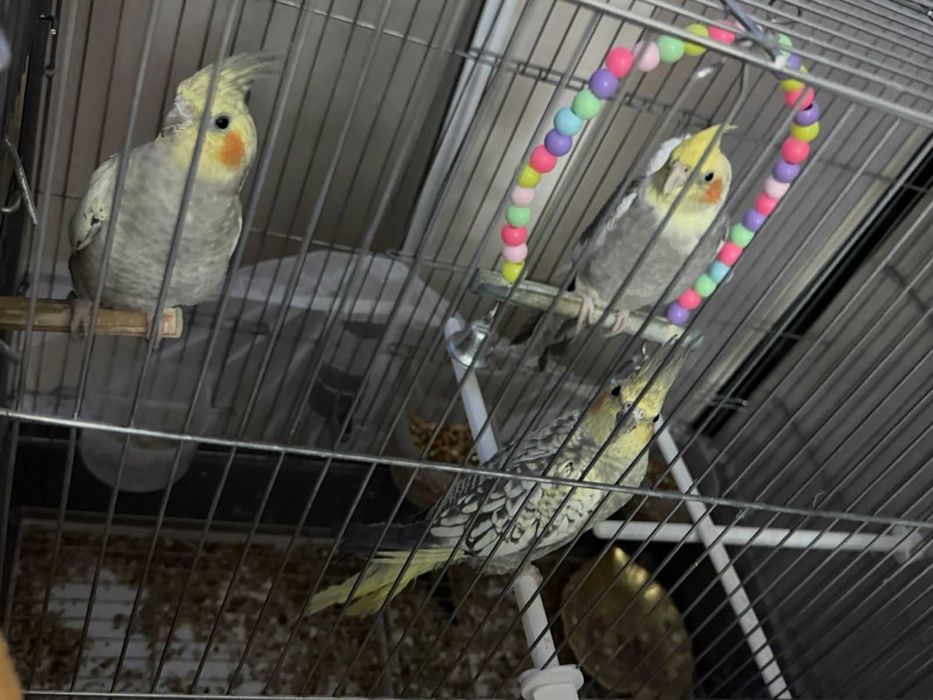 Кареллы попугаи домашние, молодые