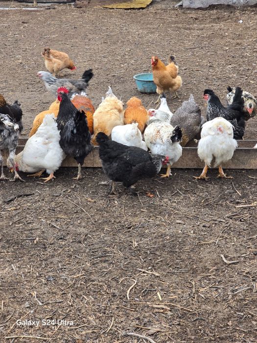 Продам курей и петухов