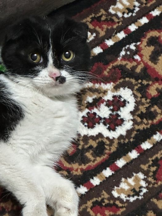 Пристраиваются котята