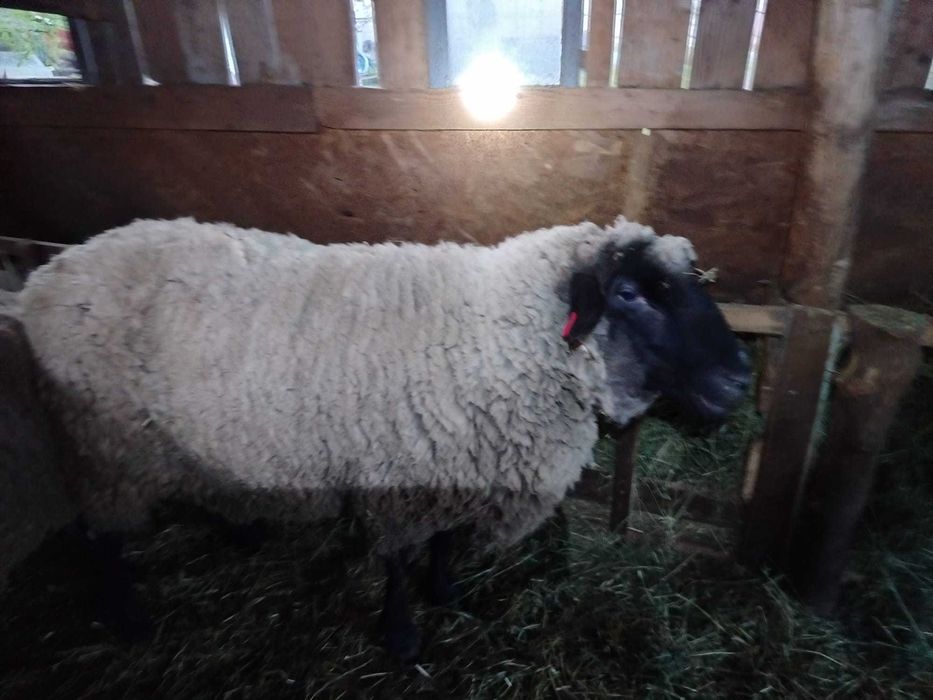 Vând berbec suffolk