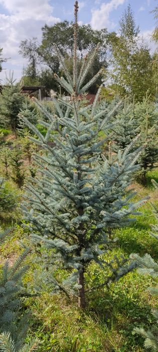 Голубая ель в Алматы