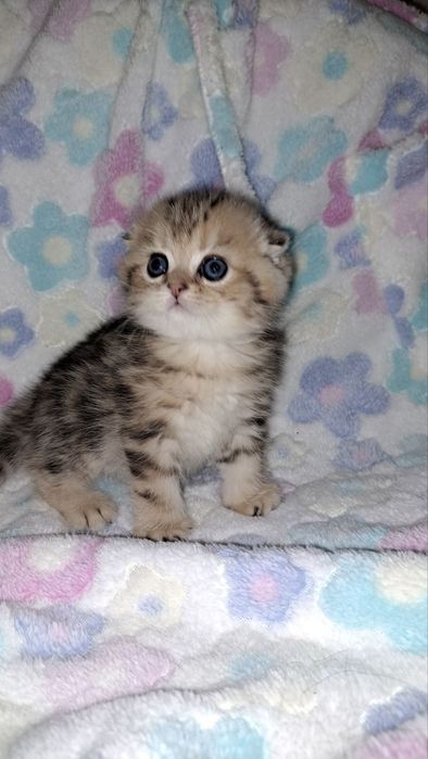 Котята без помиси