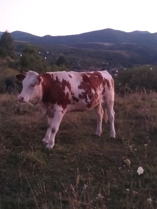 vand vitea balțată