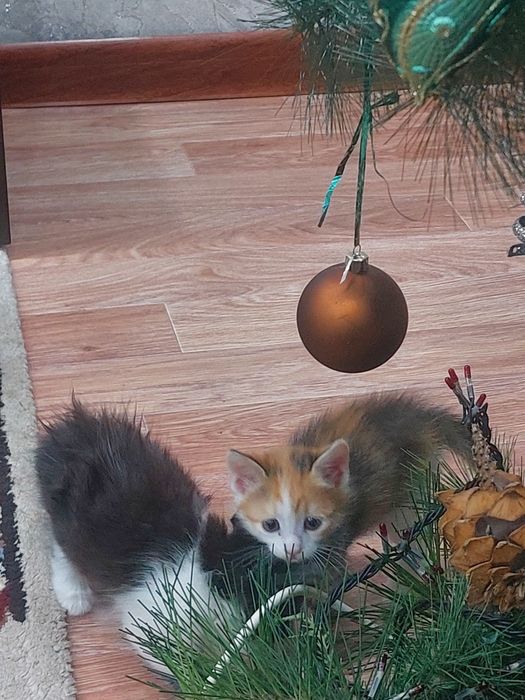 Отдам котят  2 дев. 2 маль.