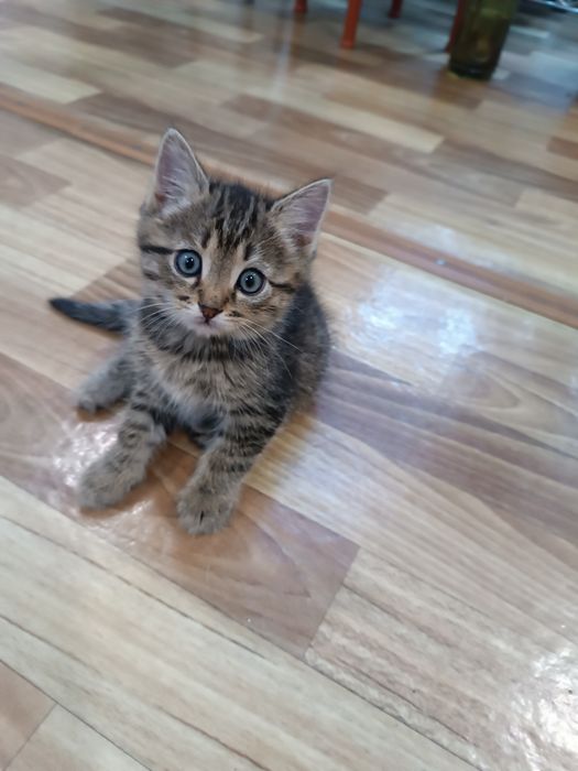 Котята в добрые руки.