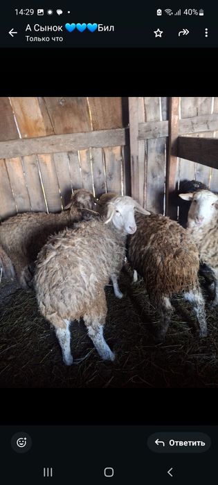 Продам баранов котный