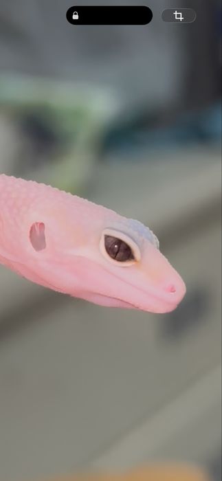 Эублефар малышь