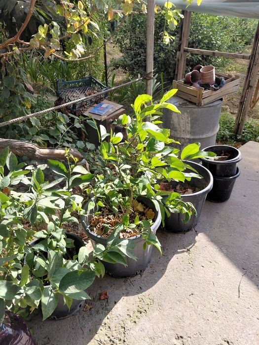Lemon ko'chatlar 3 4 yillik