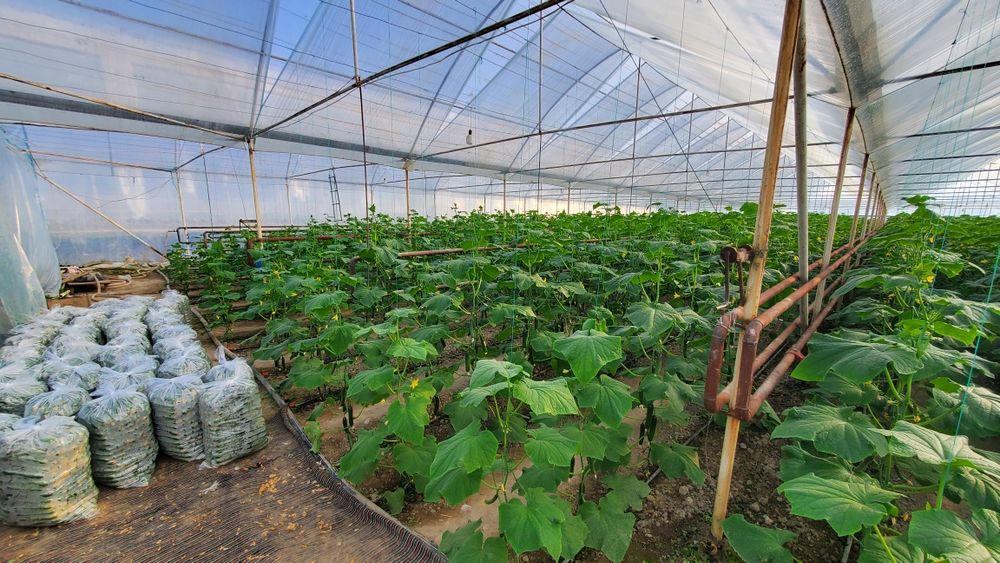 Теплица Сотилади состояние Супер Продаётся Теплица состояние как новый