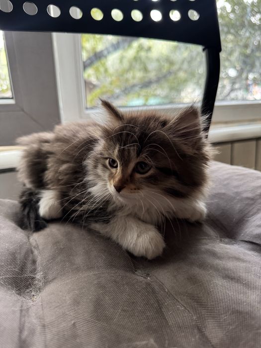 Котёнок девочка