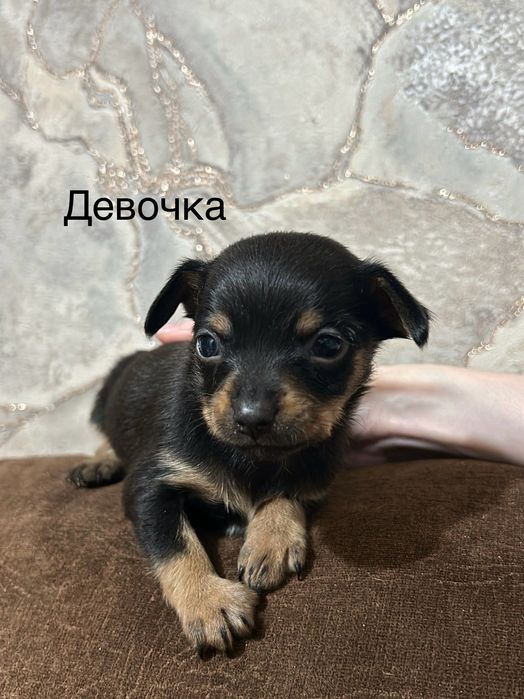 Щенки той терьер