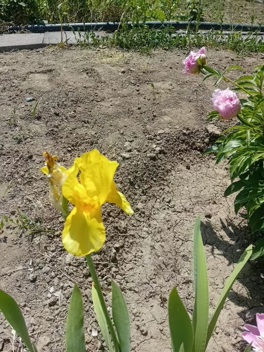 Продаётся дача,участок 7соток