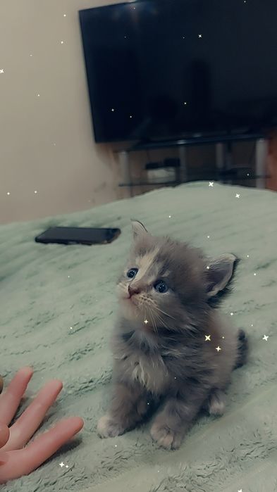 Продаются котята