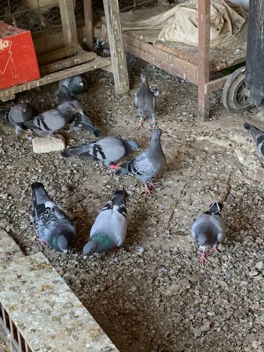 Voiajori sport de vanzare