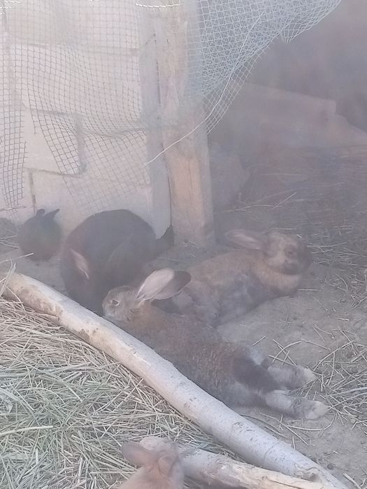 Кролики и кролчата