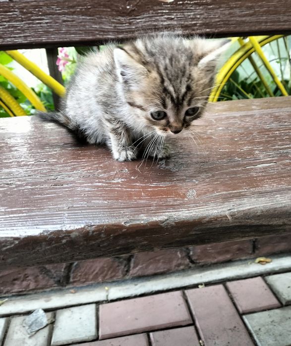 Отдам котят в добрые руки