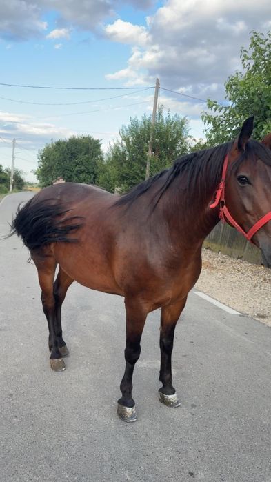 Iapă de vânzare 7 ani