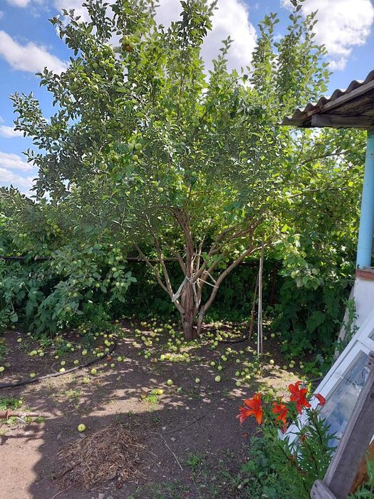 Продаётся дача, Федоровка