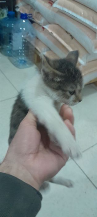 Mushuk bolasi  topib olganmiz yaxshi boqadigan odamlarga berladi takin