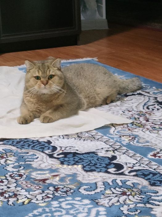 Золотая шиншила мальчик