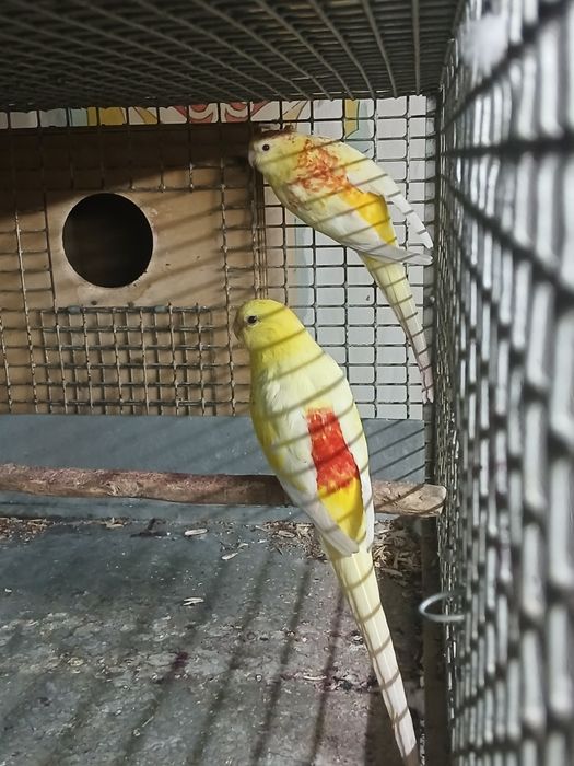 Пеувчие птица попугаи