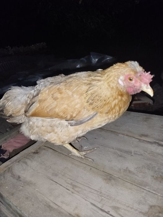 Продам или обменяю