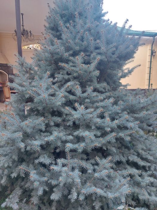 Продаётся ёлка садовая