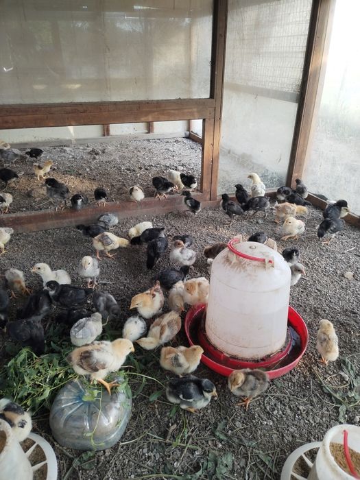 Продам цыплят домашних