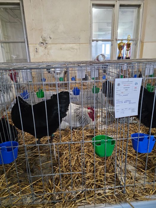 Vand oua incubat Australorp Negru