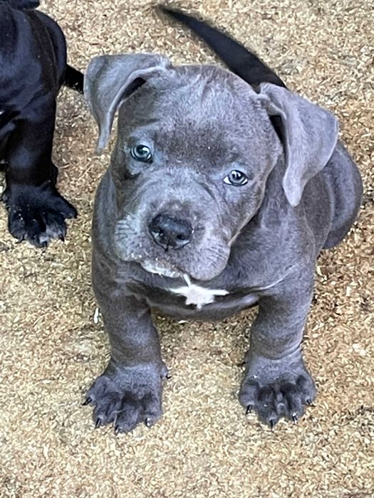 американский булли