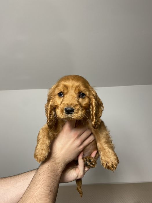 Cocker Spaniel fetita 2 luni