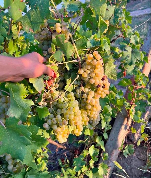 Vină struguri de vin