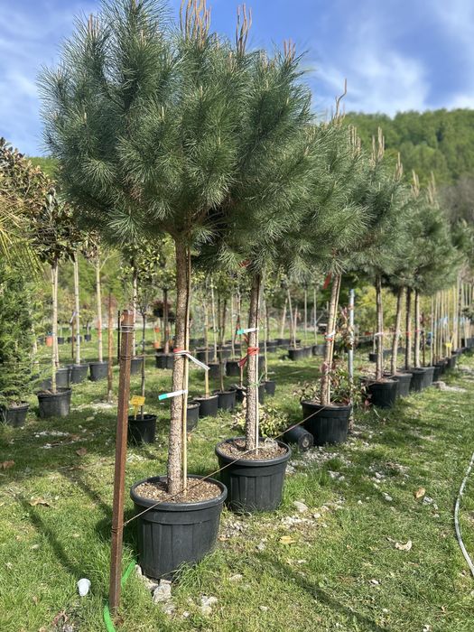 Plante ornamentale de vanzare