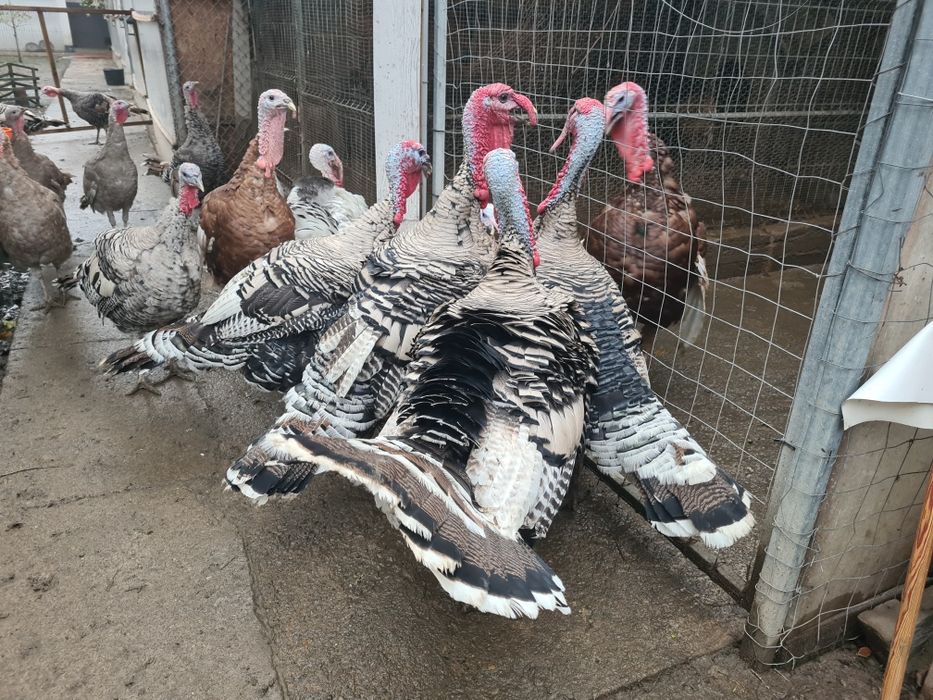 Curcani Narragansett